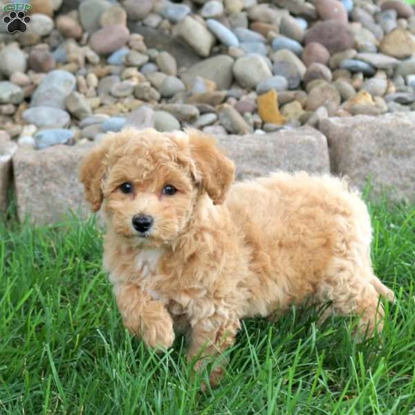 Karen, Bich-Poo Puppy