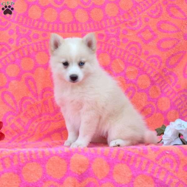Karen, Pomsky Puppy