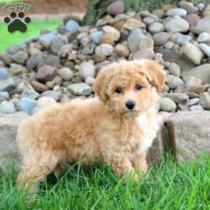 Karen, Bich-Poo Puppy