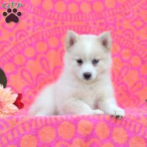 Karen, Pomsky Puppy