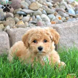Karen, Bich-Poo Puppy