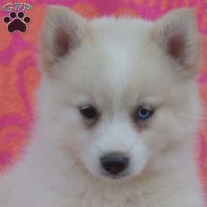 Karen, Pomsky Puppy