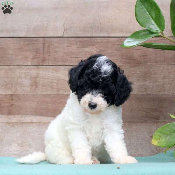 Karis, Miniature Poodle Puppy