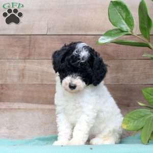Karis, Miniature Poodle Puppy