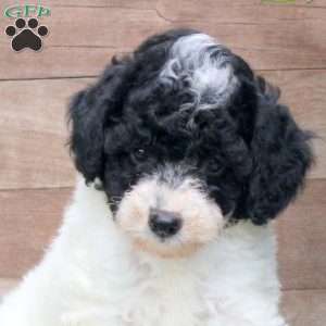 Karis, Miniature Poodle Puppy