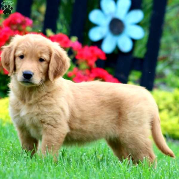 Karla, Golden Retriever Puppy