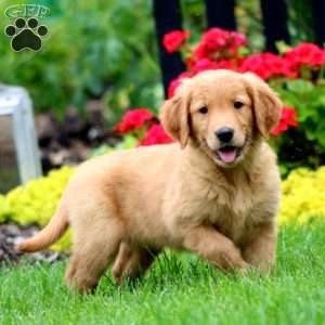 Karla, Golden Retriever Puppy