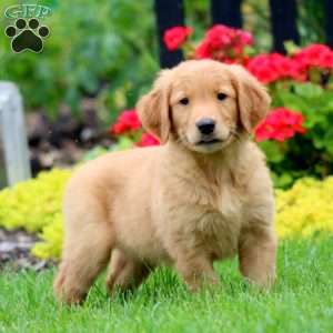 Karla, Golden Retriever Puppy