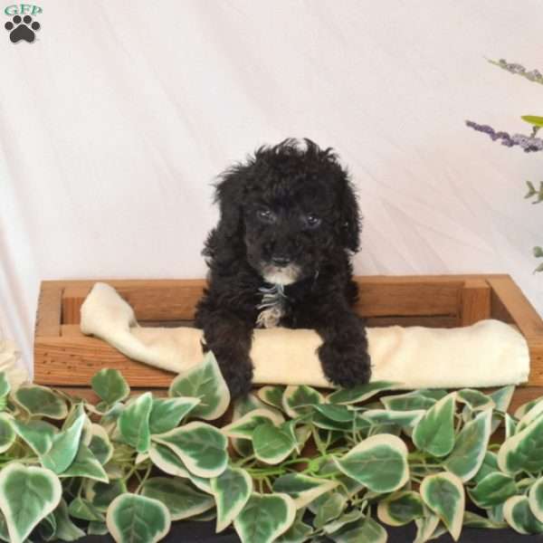 Karly, Toy Poodle Puppy