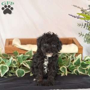 Karly, Toy Poodle Puppy