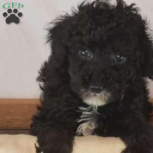 Karly, Toy Poodle Puppy