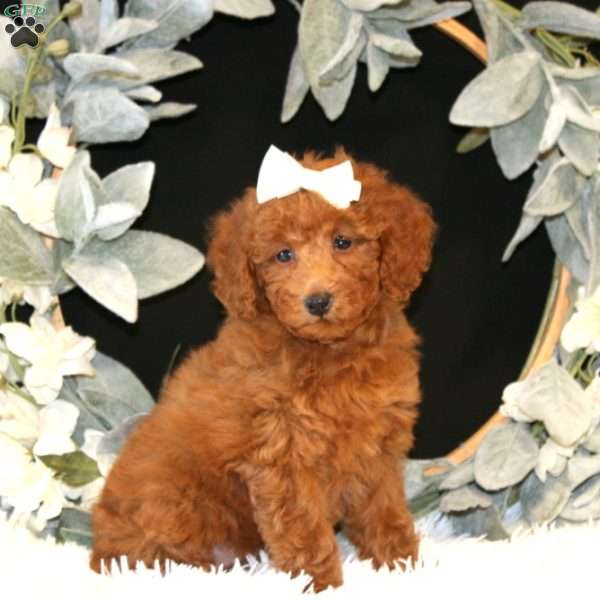 Karmen, Miniature Poodle Puppy