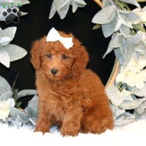 Karmen, Miniature Poodle Puppy