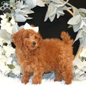 Karmen, Miniature Poodle Puppy