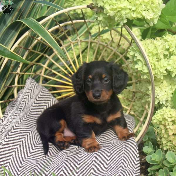 Karson, Dachshund Puppy