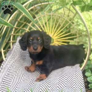 Karson, Dachshund Puppy
