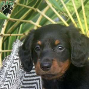 Karson, Dachshund Puppy