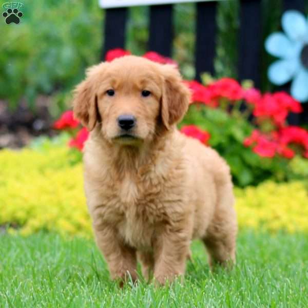 Karson, Golden Retriever Puppy