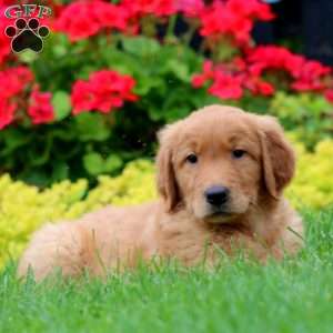 Karson, Golden Retriever Puppy