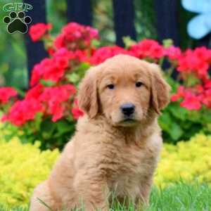 Karson, Golden Retriever Puppy