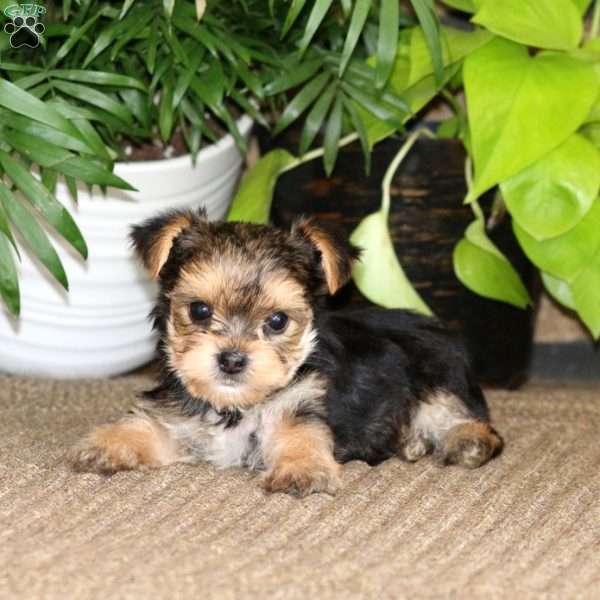 Karter, Yorkie Puppy