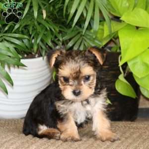 Karter, Yorkie Puppy