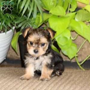 Karter, Yorkie Puppy