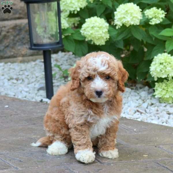 Kassidy, Mini Goldendoodle Puppy