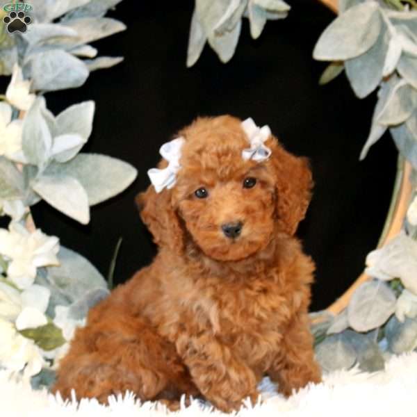 Kassidy, Miniature Poodle Puppy