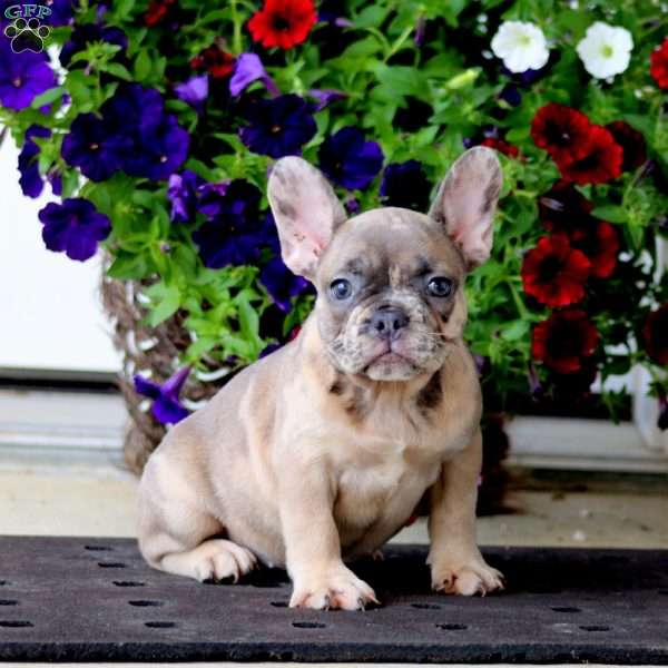 Kassidy, French Bulldog Puppy