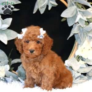 Kassidy, Miniature Poodle Puppy