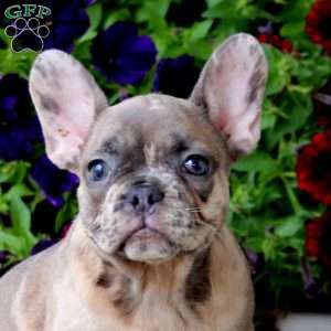 Kassidy, French Bulldog Puppy