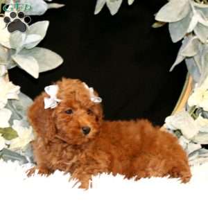Kassidy, Miniature Poodle Puppy