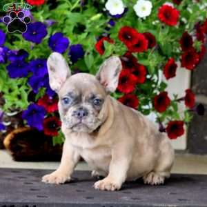 Kassidy, French Bulldog Puppy