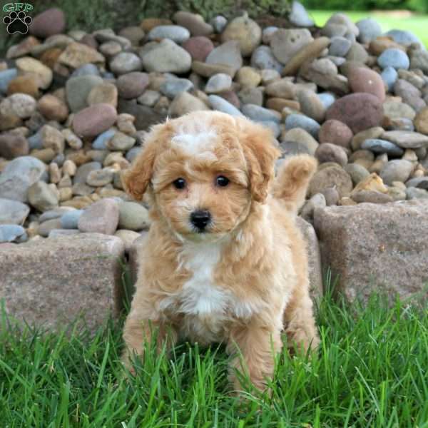 Kassie, Bich-Poo Puppy