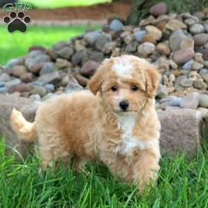 Kassie, Bich-Poo Puppy