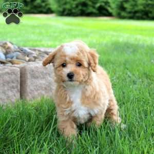Kassie, Bich-Poo Puppy