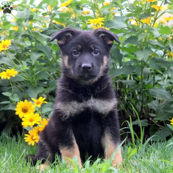 Kate, German Shepherd Puppy