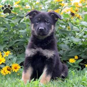 Kate, German Shepherd Puppy