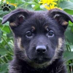 Kate, German Shepherd Puppy