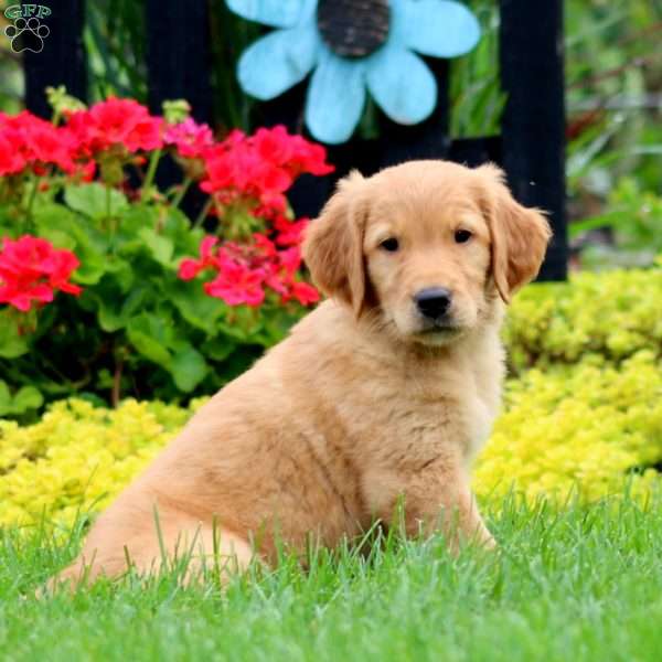 Kathy, Golden Retriever Puppy