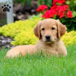 Kathy, Golden Retriever Puppy