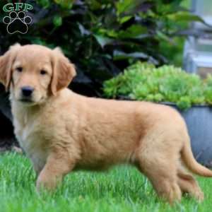 Kathy, Golden Retriever Puppy