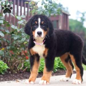 Katy, Bernese Mountain Dog Puppy