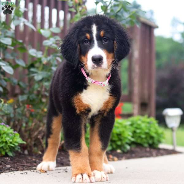 Katy, Bernese Mountain Dog Puppy