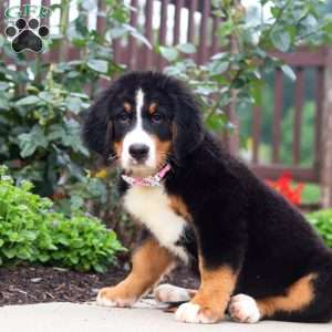 Katy, Bernese Mountain Dog Puppy