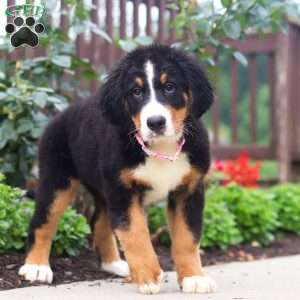 Katy, Bernese Mountain Dog Puppy