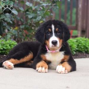 Katy, Bernese Mountain Dog Puppy
