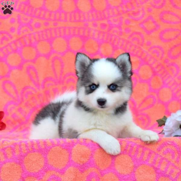 Katora, Pomsky Puppy