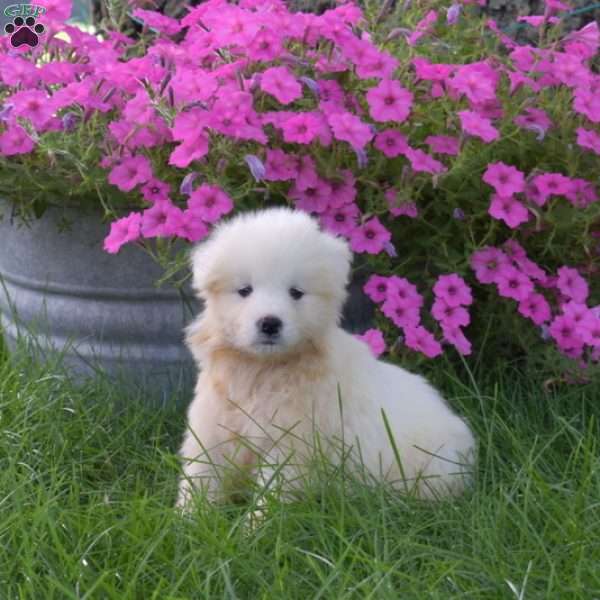 Kayla, Samoyed Puppy